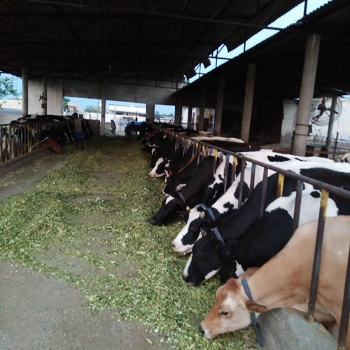 Hf Sahiwal Cow Hf Sahiwal Cow