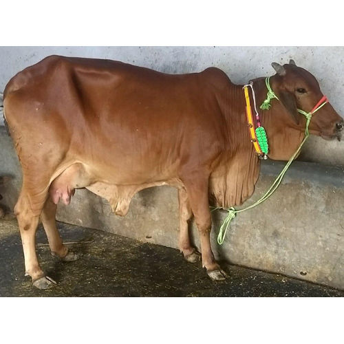 tharparkar cow