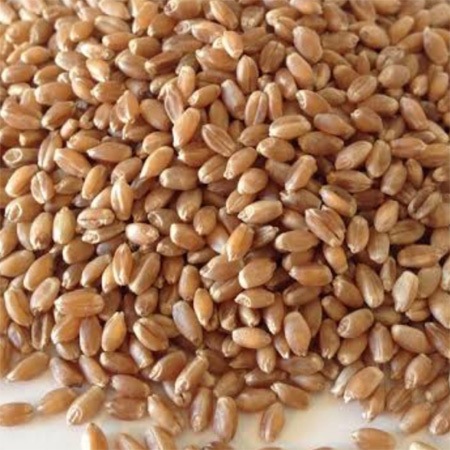 Fresh Milling Wheat