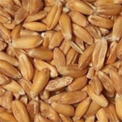 Hard Spelt Wheat
