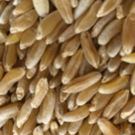 Hard Kamut Wheat