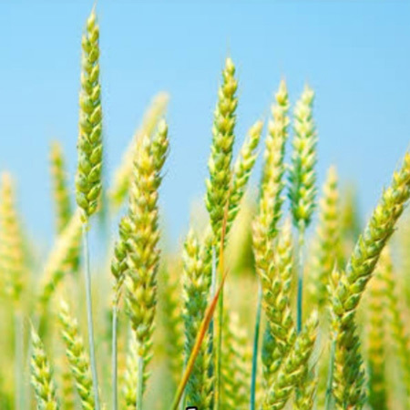 Green Wheat