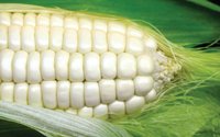 White Maize
