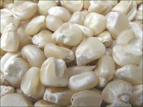 White Maize