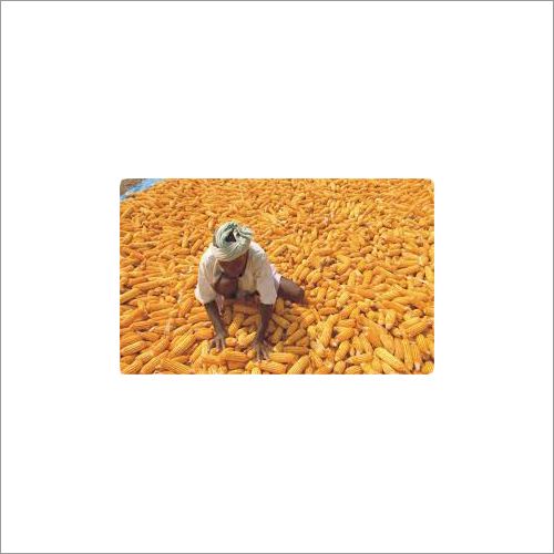 Natural Yellow Maize