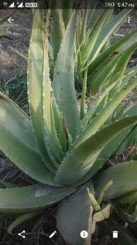 Organic Aloe Vera Plant