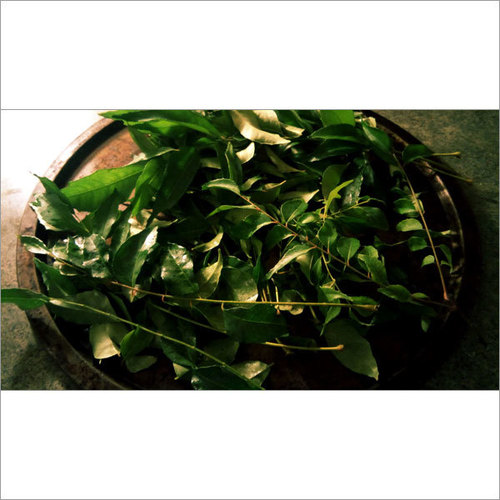 Curry Leaves