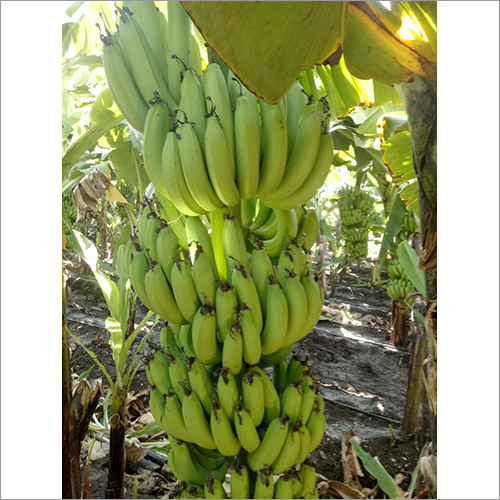Fresh Banana