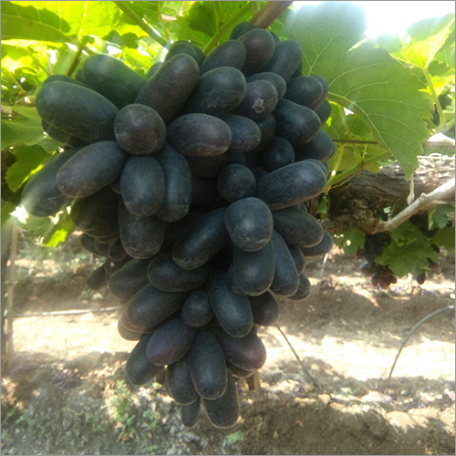 Fresh Black Grapes