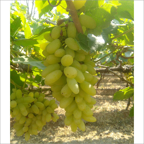Fresh Green Grapes