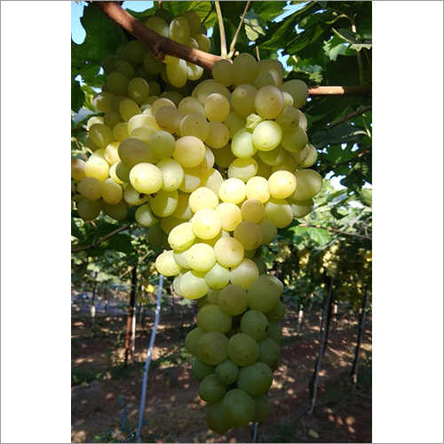 Fresh Grapes