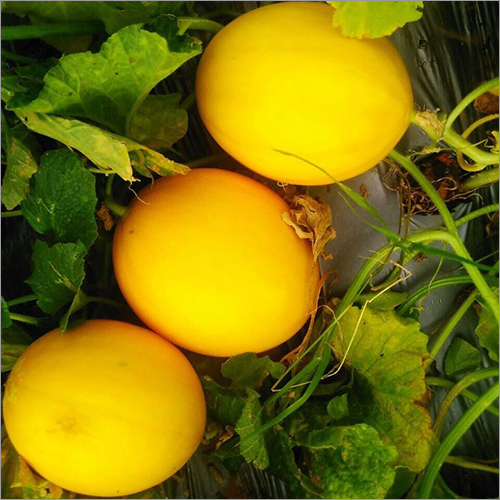 Fresh Muskmelon