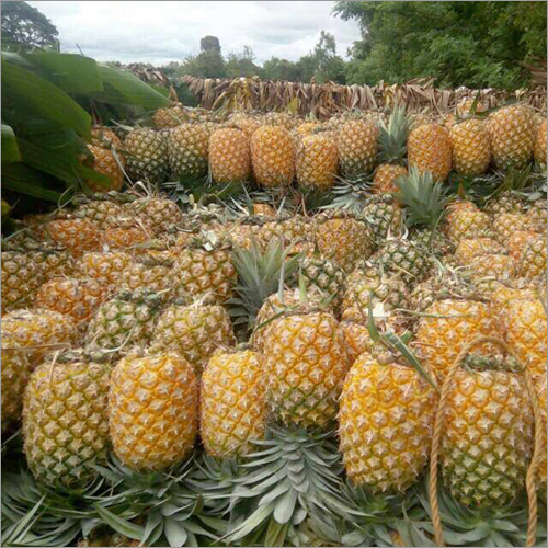 Fresh Pineapple