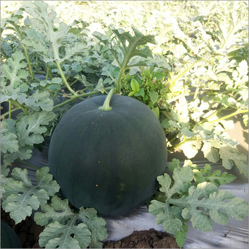 Farm Fresh Watermelon