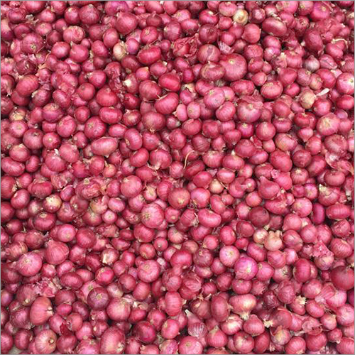Fresh Onion