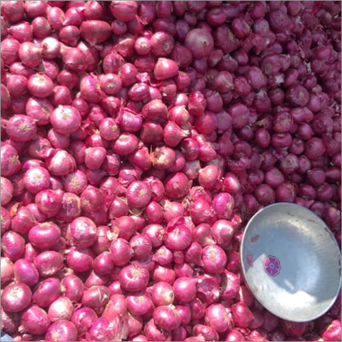 Fresh Red Onion