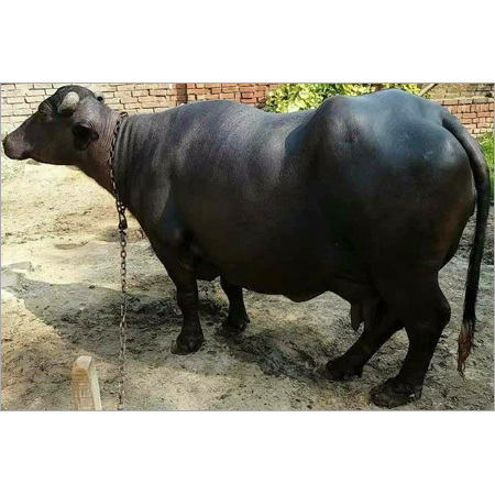 Black Murrah Buffalo