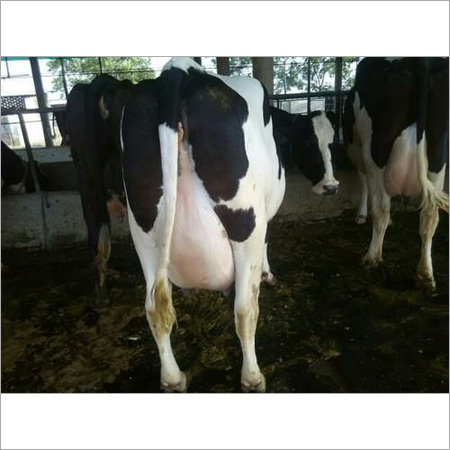 Holstein Friesian HF Cow
