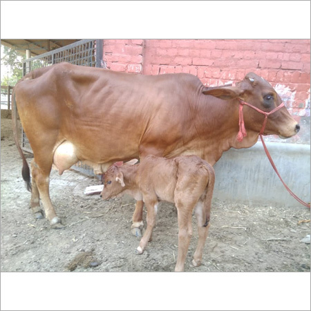 Indian Sahiwal Cow