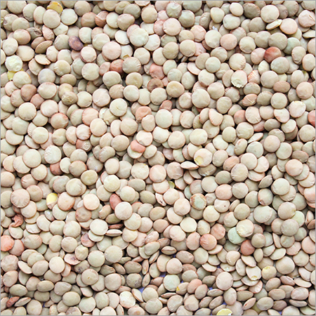 Lentil pulses By Private Production and Trading Enterprise JNL