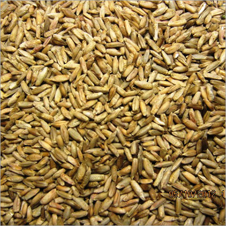 Rye grain By Private Production and Trading Enterprise JNL