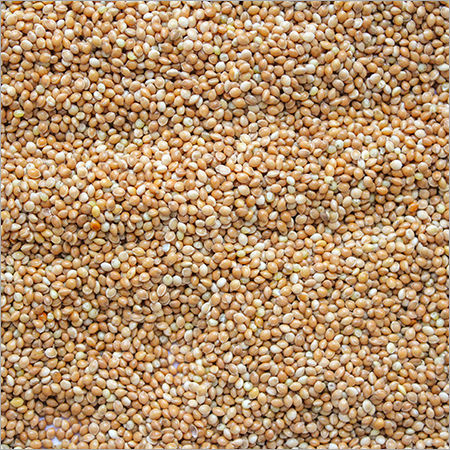 Yellow Millet