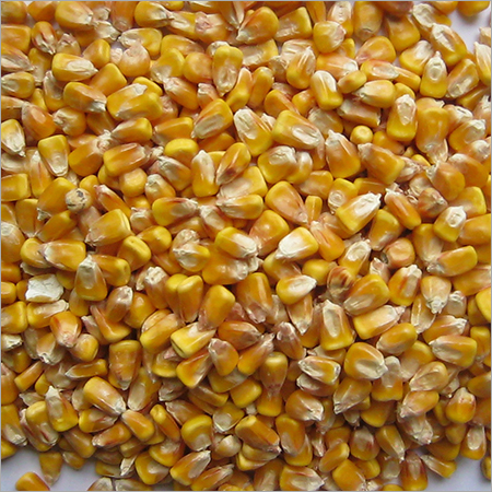 Yellow Corn