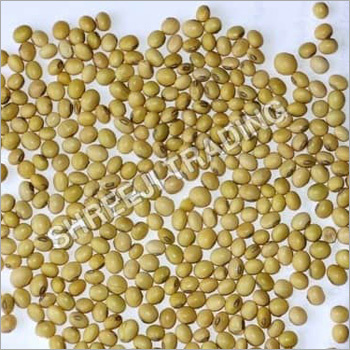 Soybean Oil Seeds