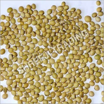 Organic Soybean Seed