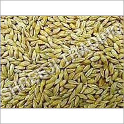 Feed Barley Grain