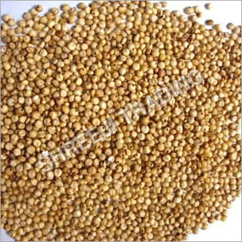 Sorghum Seed