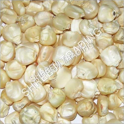 White Maize BOLD