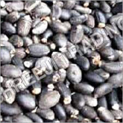 Jatropha Seed