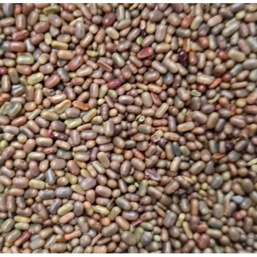 Sesbania Seeds