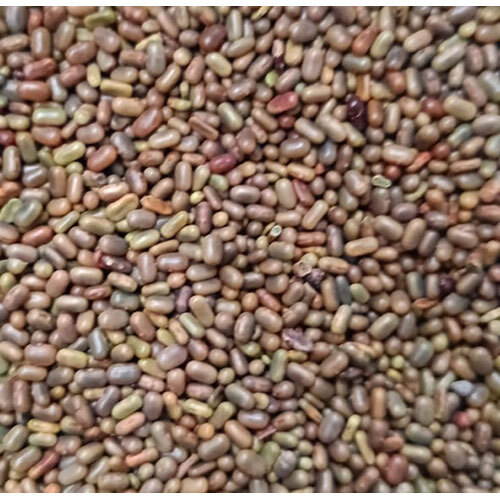Sesbania Seeds - Admixture (%): None