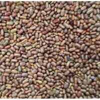 Sesbania Seeds - Admixture (%): None
