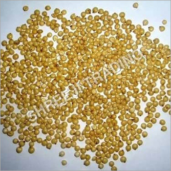 Creamy Sorghum Seed