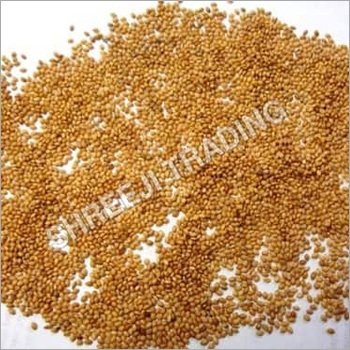 Yellow Foxtail Millet Seed Regular