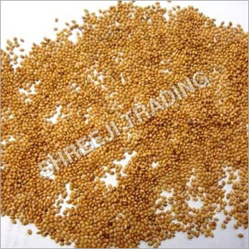 Pearl Millet Seed