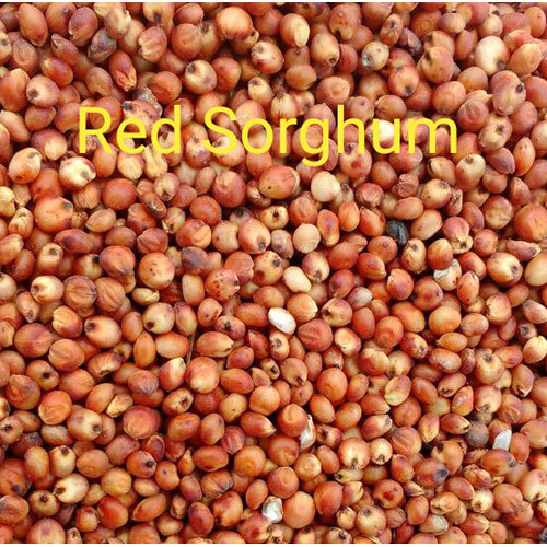 Red Sorghum Seeds