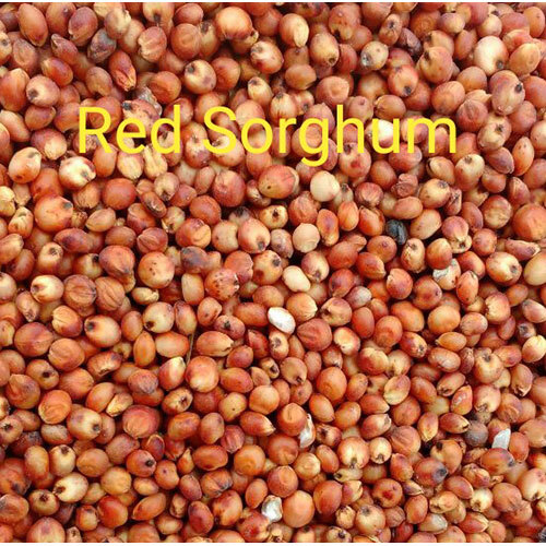 Red Sorghum Seeds - Admixture (%): 1%