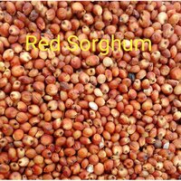 Red Sorghum Seeds - Admixture (%): 1%