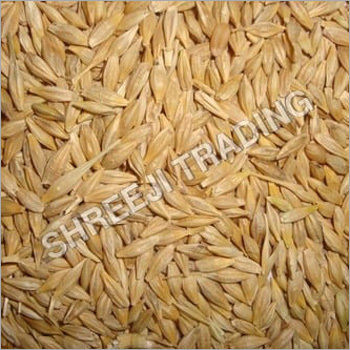 Barley Seeds