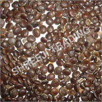 Acacia Nilotica Seeds