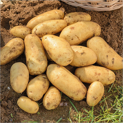 Organic Potatoes
