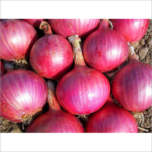 Fresh Red Onion Fresh Red Onion