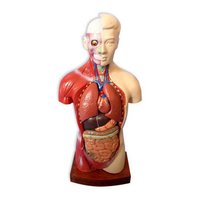 Human Body Torso Full Size With All Parts Removable