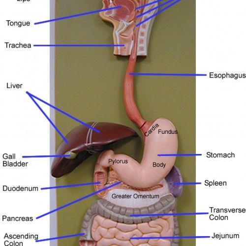 Human Digestive System