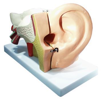 Plastic And Fibre Human Ear Model