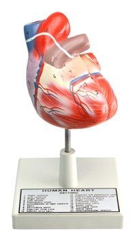 Big Size Human Heart